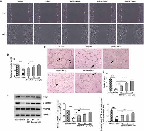 Figure 2. Donepezil Promotes OGD/R-treated Cell Migration and Angiogenesis in HBMECs. (a-b) The capacity of cell migration in OGD/R-induced HBMECs treated with donepezil (20, 50, 100 μM) was detected employing wound healing. (c-d) The capacity of angiogenesis in OGD/R-induced HBMECs treated with donepezil (20, 50, 100 μM) was assayed by means of tube formation. (e) The expressions of angiogenetic-related proteins VEGF, p-VEGFR2 and VEGFR2 were examined in OGD/R-induced HBMECs treated with donepezil (20, 50, 100 μM) by the way of Western blot. Results are the mean ± SD. *P < 0.05, **P < 0.01, ***P < 0.001.