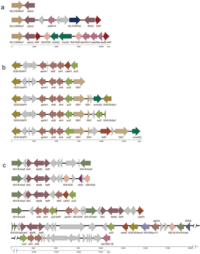 Figure 4. Module structure of resistance genes of ICEs in P. multocida.