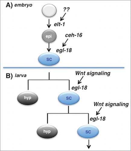 Figure 3. EGL-18 mediates seam cell fate specification in the embryo and larva downstream of different inputs. (A) During embryogenesis, cells in the AB lineage that are fated to become seam cells are first specified to adopt an epidermal fate (‘epi’) via action of the GATA factor ELT-1. Later, expression of CEH-16 in these cells leads to expression of the GATA factor EGL-18 (these cells also express the related GATA factor ELT-6, not shown), leading them to adopt the lateral hypodermal or seam cell fate (‘SC’). These cells do not divide until larval life begins. (B) In larval life, some seam cells divide asymmetrically to generate a posterior daughter that retains the seam cell fate and the ability to divide further. Maintenance of this progenitor cell fate requires activation of the Wnt signaling pathway to maintain expression of egl-18 in only that daughter cell of the division. Thus an embryonic fate specification factor is reutilized to maintain a progenitor cell population in larval life, and egl-18 specifies the seam cell fate both embryonically and post-embryonically, but in response to different input signals.
