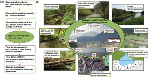 Figure 3. Conceptualizing multiple intermediate ES in the ES cascade to identify the indirect pathway through which intermediate ES benefit people. (a) A simplified pathway showing that the biophysical structures and processes of an ecosystem underlie intermediate ES capacity (green boxes). These in turn maintain ecosystem condition for the provisioning of final ES (brown boxes), which directly benefit society. (b) When applying this pathway to aquatic ecosystems, bundles of intermediate ES (green boxes) maintain ecosystem conditions of downstream areas so that they continue to provide final ES (brown boxes).