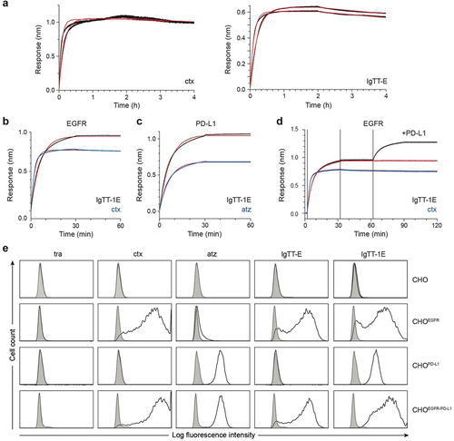 Figure 2. Binding characteristics of mono- and bispecific IgTT antibodies to EGFR, PD-L1, and both antigens simultaneously. (a) BLI-derived sensorgrams (in black) for the interaction between cetuximab (ctx) or IgTT-E and immobilized human EGFR-Fc. (b) Human EGFR-Fc was immobilized onto biosensors and 10 nM of either the IgTT-1E (black trace) or ctx (blue trace) was associated for 30 minutes, followed by 30 minutes of dissociation in buffer only. (c) as in the previous panel, binding to immobilized human PD-L1-Fc was investigated using atezolizumab (atz, blue trace) as a comparison antibody. The results of fitting to a 1:1 binding model are shown as red traces. Kinetic rate parameters from fitting are given in Table S3. A single experimental sensorgram of each antibody is shown; duplicate biosensors were included in the experiment and showed negligible variation. (d) Simultaneous binding to both immobilized human EGFR-Fc and human PD-L1-Fc in solution was demonstrated for IgTT-1E (black trace) but not ctx (blue trace). Human EGFR-Fc-coated biosensors were loaded with either IgTT-1E or ctx (as in the panel b), after which biosensors were immersed in 20 nM of human PD-L1-Fc or kept in buffer (red trace). (e) the binding to human EGFR and PD-L1 on the cell surface of CHO, CHOEGFR, CHOPD-L1 and CHOEGFR-PD−L1 cells by trastuzumab (tra), ctx, atz, IgTT-E and IgTT-1E at 6.67 nM was measured by FACS. Cells incubated with PE-conjugated isotype control mAb are shown as gray-filled histogram. The y-axis shows the relative cell number, and the x-axis represents the intensity of fluorescence expressed on a logarithmic scale.