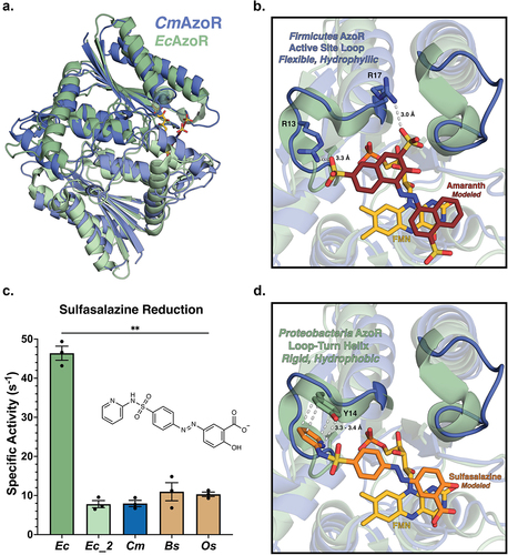 Figure 3. AzoR active site environments point to substrate specificity. (a) Homodimers of crystal structures of EcAzoR (green) and CmAzoR (blue) overlaid and analysis of active site structural disparities. FMN (yellow) is located according to the structure of EcAzoR (PDB: 2D5I). Amaranth (red) was modeled into the active site using methyl red in the crystal structure of PaAzoR (PDB: 2V9C) as a reference for ligand placement. (b) Active site docked models for Amaranth (B) and Sulfasalazine (d) azo reduction by purified AzoR enzymes. Ligands were docked into active sites of crystal structures to point toward structural differences driving differential enzyme activity. Error bars represent SEM across three biological replicates. Catalytic efficiencies and active site docked models for Sulfasalazine (c) azo reduction by purified AzoR enzymes. Statistical comparisons reflect activity of CmAzoR compared to other enzymes and were calculated using Tukey’s multiple comparisons test, **P < 0.01.