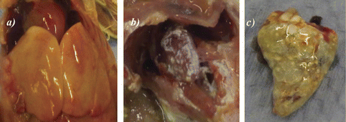 Figure 1. Post-mortem examination of broiler chicks with colibacillosis. 1a: Accumulation of fluid around the heart and discoloured liver. 1b: Pericarditis (fibrin-based lesions around the pericardium). 1c: Severe pericarditis. E. coli was isolated from pure culture of all tissue samples.