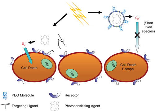 Figure 2. The effects of targeting on the delivery and cytotoxicity of liposome-encapsulated photosensitizers. The addition of targeting ligands to liposomes encapsulating photosensitizers improves cytotoxicity compared to non-targeted, PEG-coated liposomes. Exterior PEG-molecules do not allow for close contact between liposomes and cells, whereas targeted formulations induce binding between the two. This close interaction is required for efficient delivery of short-lived radical oxygen species, which are generated from the light-activated encapsulated photosensitizers.