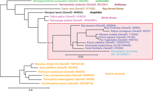 Figure 1 Phylogenetic analysis of Norbin sequences. Full length Norbin amino acid sequences (FASTA format) were aligned using the program MUSCLE. The phylogenetic analysis was performed on this alignment using PhyML and the tree was drawn using TreeDyn. The GeneID or accession numbers corresponding to each of the sequences used are indicated between parentheses. The mammalian species were grouped (red box) and were analyzed independently to increase the resolution. The class to which the species presented belong is indicated on the right in italics.
