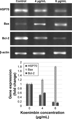 Figure 10 Bax, Bcl-2, and HSP70 mRNA expression in koenimbin-induced PC-3 cells.