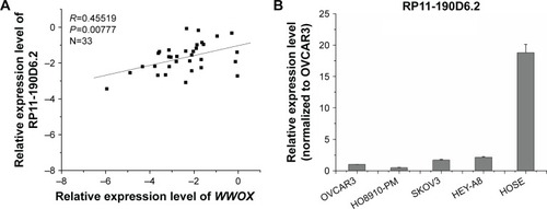 Figure 2 WWOX mRNA expression level was positively correlated with the RP11-190D6.2 lncRNA overexpression or knockdown in EOC cell lines.