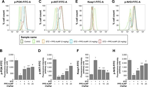 Figure 12 Representative flow cytometric histogram showing (A) p-PI3K, (C) p-AKT, (E) Keap1 and (G) p-Nrf2 expression. (B, D, F, H) Bar graph showing relative fluorescence intensities of p-PI3K-FITC, p-AKT-FITC, Keap1-FITC, and p-Nrf2-FITC, respectively. Values are represented as mean ± SEM (n=6). P<0.05 was considered as significant. Statistical comparison: *Control vs STZ; **STZ vs STZ + PPE-AuNP (5 mg/kg); ***STZ vs STZ + PPE-AuNP (15 mg/kg); #STZ vs STZ + PPE-AuNP (25 mg/kg).Abbreviations: AuNP, gold nanoparticle; NS, nonsignificant; PPE, pomegranate peel extract; SEM, standard error of mean; STZ, streptozotocin.