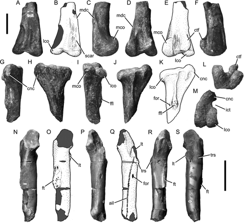 Figure 6 Theropod hindlimb bones from the Blue Lias of Charmouth, Dorset. A-F and L right femur BMNH 39496 in anterior (A, B), medial (C), posterior (D, E), lateral (F), and distal (L) views; G-K and M, right tibia BMNH 39496 in anterior (G), medial (H), posterior (I), lateral (J, K), and proximal (M) views; N-S, left femur GSM 109560 in medial (N, O), anterior (P, Q), posterior (R), and lateral (S) views. In line drawings (B, E, K, O, Q) dark grey tone indicates broken bone and light grey tone indicates reconstructed areas. Abbreviations: ail, anterior intermuscular line; cnc, cnemial crest; ctf, crista tibiofibularis; ffl, fibular flange; for, foramen; ft, fourth trochanter; ict, incisura tibialis; lco, lateral condyle; lt, lesser trochanter; mco, medial condyle; mdc, medial distal crest; trs, trochanteric shelf. Scale bars equal 100 mm.