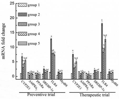 Figure 7. The effects of LP and LBPs on the mRNA levels of CYP2E1, AMPLα2, PPARα, SREBP-1c, TLR4, and Myd88 in the preventive and therapeutic trials. The meaning of each group in both the trials was the same as that in Figure 3. In the respective trial, a P < 0.05 when compared to group 1, b P < 0.05 when compared to group 2, c P < 0.05 when compared to group 3, d P < 0.05 when compared to group 4.Figura 7. Efectos del LP y los LBP en los niveles de mRNA de CYP2E1, AMPLα2, PPARα, SREBP-1c, TLR4 y Myd88 durante los ensayos preventivo y terapéutico. El significado de cada grupo se muestra en las Figuras 1a y 1b. En cada ensayo respectivo, a P < 0.05 comparado con el grupo 1, b P < 0.05 comparado con el grupo 2, c P < 0.05 comparado con el grupo 3, d P < 0.05 comparado con el grupo 4.