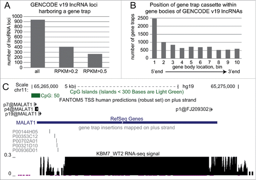 Figure 6. Haploid gene trap collection represents a rich resource for quick functional assessment of hundreds of lncRNAs. (A) Hundreds of GENCODE v19 lncRNAs expressed in KBM7 cell line are targeted by a gene trap insertion. Bar plot shows number of non-overlapping GENCODE v19 lncRNA loci that contain a gene trap cassette in the same transcriptional orientation in KBM7 clones within the “Human Gene Trap Mutant Collection” (left bar, Methods), and the number of these lncRNA loci that are expressed (middle bar, loci that contain lncRNA transcripts expressed with RPKM > 0.2) and well expressed (right bar, loci that contain lncRNA transcripts expressed with RPKM > 0.5) in wild type KBM7 cells. (B) Gene trap cassettes are preferentially inserted at the 5’ end of lncRNAs. Bar plot shows the number of gene trap cassettes inserted into different regions in the gene bodies of GENCODE v19 lncRNA. Numbers correspond to 10 equally sized, non-overlapping regions investigated for each gene. (C) Five genetic truncations of the well-known lncRNA MALAT1 are available within the “Human Gene Trap Mutant Collection." Shown is the UCSC browser screen shot of the MALAT1 gene region. From top to bottom: chromosome scale, CpG island annotation (UCSC track), FANTOM5 TSS predictions (robust set)Citation82 on the plus strand, RefSeq gene annotation, position of gene trap insertion cassettes available (plus strand), normalized RNA-seq signal from WT2 KBM7 cell line showing wild type expression of MALAT1.