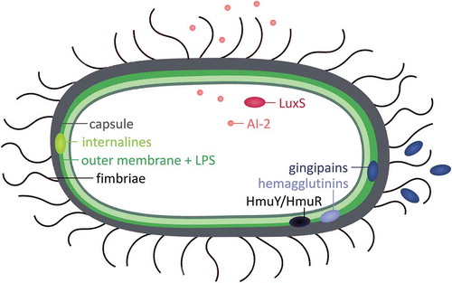 Figure 1. Determinants involved in biofilm formation by Porphyromonas gingivalis. A schematic representation of the involvement of surface structures (fimbriae, lipopolysaccharides, internalines, and capsules), quorum sensing (LuxS/AI-2), and heme uptake (gingipains, hemagglutinins and HmuY/HmuR) in in vitro biofilm formation.
