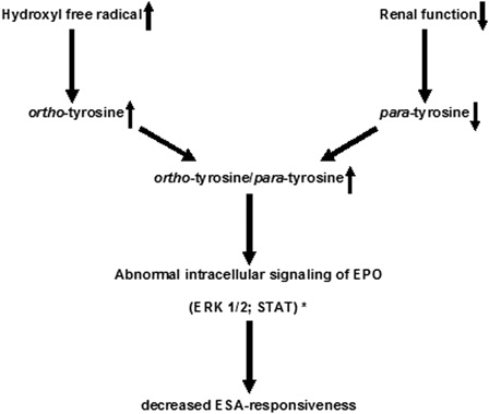 Figure 4. Possible mechanism of development of ESA-hyporesponsiveness in ESRF patients via inhibition of intracellular signaling pathways. * According to the findings of Ruggiero et al.22