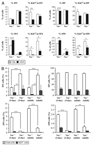 Figure 5. Cell cycle entry of different thymocyte populations. Thymocytes were stained with the corresponding antibodies to identify CD4-/CD8- (DN), CD4+/CD8+ (DP), CD4+/CD8- (SP4) and CD4-/CD8+ (SP8) cells and with an anti-Ki67 antibody to analyze cell cycle entry. A) The total percentages of cells and the percentages of Ki67+ cells in the different populations are shown in 3-d old (white bars) and adult (black bars) mice of both genotypes . B) Comparative analysis of Ki67 expression in the different populations between Vav1−/− and wild-type mice. Data represent the mean percentages ± SEM of three independent experiments with n = 3 mice per group. Data were evaluated using Student’s t-test: * p < 0.05; **p < 0.01; ***p < 0.001.