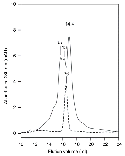 Figure 1.  Typical gel filtration of Co-PTE and Zn-PTE. The size of Zn- or Co-PTE in solution was determined by gel filtration with an initial enzyme concentration of 1 mg/mL and a volume sample of 200 μL. A gel filtration of Co-PTE is shown. The absorbance profiles of Co-PTE (bold dashed line) and molecular weight standards (thin line) were recorded at 280 nm. The molecular weight of β-lactoglobulin (14.4 kDa), ovalbumin (43 kDa) and bovine serum albumin (67 kDa), and the estimated value of Co-PTE (36 kDa) are indicated at the top of each corresponding peaks.