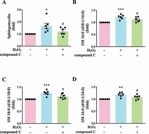 Figure 7. Validation of the linkage of AMPK-MTOR to Sphingolipid Metabolism in H2O2-activated human platelets. (A) Washed platelets (1 × 107/mL) treated with 100 μM H2O2 for 60 min in the presence or absence of compound C (10 μM). After the reaction, sphingomyelin (SM) levels were determined by the ELISA assay. (B-D) Washed platelets (1 × 106/mL) treated with 100 μM H2O2 for 60 min in the presence or absence of compound C (10 μM). After the reaction, the level of three sphingomyelins (B) SM 16:0 (d18:1/16:0); (C) SM 18:0 (d18:1/18:0); (D) SM 24:0 (d18:1/24:0) were quantified by the LC-MS/MS assay. Data (A-D) are presented as the means ± S.E.M. (n = 6). *P < 0.05, **P < 0.01, and ***P < 0.001, compared with the control group. #P < 0.05, compared with the H2O2-treated group