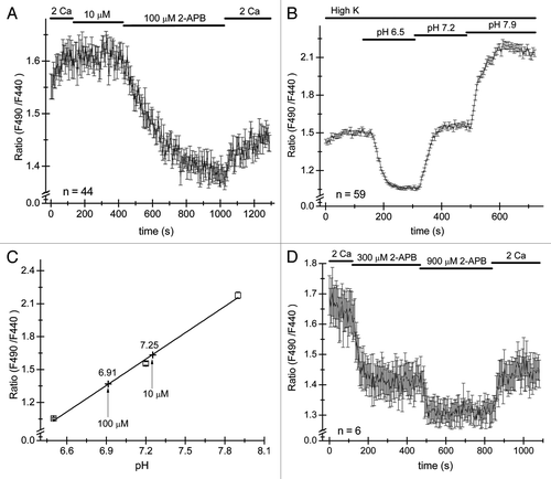 Figure 3. 2-APB reversibly acidifies Jurkat T cells. Cells were loaded with pH-sensitive dye BCECF-AM and ratiometric signals measured by alternatively illuminating the cells in the microscope field with 440 nm and 490 nm wavelengths every 12 sec and ratios of emitted light intensities computed. (A) 10 µM and 100 µM 2-APB was applied to Jurkat cells, followed by washout. 100 µM elicited a slow decrease in fluorescence ratios which was partially reversible. Measurements were taken after steady-state pH was achieved and plotted against the pH of the extracellular solution. Only responses from cells sensitive to 2-APB were analyzed. (B and C) Calibration experiment in cells on the same coverslip as used in (A). Cells were superfused with high K+ solution containing 10 µM nigericin (see Materials and Methods) at pH values of 6.5, 7.2 and 7.9. Calibration curve was constructed by plotting mean ratio values at steady-state in panel (B) against external pH. The data were fitted with a linear function. Ratio measurements from panel (A) are superimposed on the calibration curve as cross symbols. Note that the cells were initially incubated in high K+ solution that did not contain nigericin (B). (D) Application of 300 and 900 µM 2-APB acidifies the cytoplasm in a dose-dependent manner. The numbers of cells used to construct each graph is indicated in panels (A, B and C).