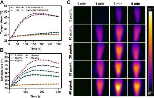 Figure 3 (A) Optothermal heating curve of PBS, ICG, CMCh-BAPE@ICG and CMCh-BAPE-RGD@ICG. (B) Temperature rise profile of CMCh-BAPE-RGD@ICG with different concentrations. (C) Corresponding infrared thermographic images.