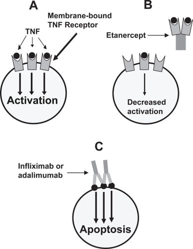 Figure 1 Mechanism of action of the TNF inhibitors. The binding of soluble TNF to its membrane-bound receptor induces cellular activation and inflammation (A) Soluble TNF receptor fused to human Ig (etanercept) serves as a decoy receptor, binding to soluble TNF and preventing the TNF from binding to its membrane-bound receptor (B) The anti-TNF monoclonal antibodies bind to membrane-bound TNF, inducing apoptosis of cells involved in the inflammatory pathway (C) Adapted from CitationRigby (2007).