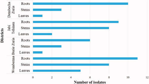 Figure 9. The frequency of FOC abundance in each part of pepper plant.