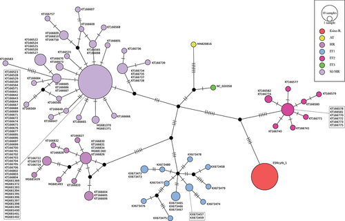 Figure 4. Median-Joining haplotype network built on 1091 bp of the mtDNA cytochrome-b locus of Phoxinus lumaireul. Each circle represents a haplotype with size proportional to its frequency in the considered dataset; GenBank Acc. Ns are shown besides each haplotype; different colours are used for lineages (AT: Austria, HR: Croatia, IT1-3: Italy, SI/HR:Slovenia and Croatia; Vucić et al. Citation2018) geographically identified within subclade 1a (Palandačić et al. Citation2020) and for the new haplotype described for Esino River sample (ESNcytb-1), with black circles indicating haplotypes never sampled or extinct; single-mutational steps are indicated as dashes along connections.