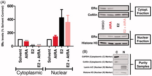Figure 5. Effects of AtRA (1-h exposure) on the MCF7/BUS subcellular localization of ERα in the absence and presence of E2. After fractionation, cytoplasmic and nuclear ERα was determined by western blot. Semi-quantitative determination of ERα levels was carried out correcting by the housekeeping proteins Cofilin (cytoplasmic fraction) and Histone H3 (nuclear fraction). Results are shown as percentage of the solvent control (Avg ± SEM) set at 100 and are representative of at least five independent experiments (A). In addition, the assessment of the purity of the respective fractions was carried out in singular by using Cofilin/GAPDH (cytoplasmic) and Histone H3/Lamin A/C (nuclear) as fractionation controls (B). For statistical analysis, Student’s t-tests were carried out. ***p < .001 compared to the solvent control.