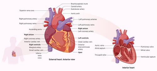 Figure 1 Parts of the cardiovascular system and their functions. The upper two (or atria) chambers operate mainly as chambers for collection, while the lower two chambers (ventricles) are considerably stronger and are used to provide blood. The right atrium and ventricle are responsible for collecting blood from the body and pumping it to the lungs. Blood is collected from the lungs and pumped throughout the body by the left atrium and ventricle. The heart has a one-way flow of blood, which is maintained by a series of four valves. The tricuspid and bicuspid atrioventricular valves allow blood to pass only from the atria to the ventricles. Only blood from the ventricles can flow out of the heart through the semilunar valves (pulmonary and semilunar).Citation3 In other side, it should be noted that in addition to pumping oxygen-rich blood into body tissues, the blood also circulates many other important substances for oxygen exchange for carbon dioxide. As example, digestive nutrients are collected from the small intestine and pumped into all the cells in the body by the circulatory system. The circulatory system transports waste materials from cells into the kidneys, extracted and transmitted into the bladder. An important function of the heart in this matter is the pumping of interstitial blood fluid into the extracellular space. The circulatory system then returns excess interstitial fluid through the lymphatic system.Citation3 The heart is a rhythmic electromechanical pump as its performance is dependent on the formation and propagation of action potentials, followed by relaxation and a period of refractoriness before the next impulse is created. The inward of Na+ current and outward of K+ current carrying ion channels are sequentially activated and inactivated in myocardial action potentials. Due to variances in Na+, Ca2+, and K+ channel expression in different parts of the heart, action potential waveforms are diverse, and these differences contribute to the normal, unidirectional transmission of activity and the formation of normal cardiac rhythms.Citation154