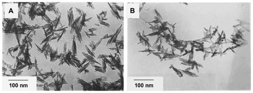 Figure 7 Transmission electron micrographs of nanoapatite prepared from hydrothermal reaction at 100°C under ambient pressure (A) for 2 hours and (B) for 4 hours.