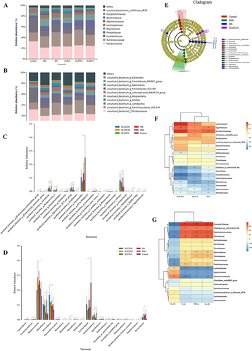 Figure 6 The effects of XLZXT on regulating the gut microbiota. (A and B) Bar chart of the relative abundance of the bacterial flora in species and family. (C and D) Histogram statistical of species and families in different groups. (E) Evolutionary branch map of LEfSe analysis. (F and G) Heatmap for correlation analysis between gut microbiota and the expression of MUC2, ZO-1, Occludin, IL-10, IL-6, TNF-α and IL-1β. Data are expressed as mean±SD (n=4 in each group). *P<0.05, **P<0.01, ***P<0.001.