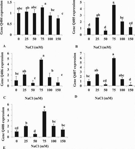 Figure 7. mRNA levels for genes coding for: (A) Q404, (B) Q405, (C) Q406, (D) Q407 and (E) Q408 (salt-activated genes) in young cherry tomato leaves under different NaCl levels. The mean of Q403, Q409 and Q410 non-responsive salt genes were used as reference genes. Total RNA was extracted from tomato leaves, converted to cDNA and subjected to comparative real-time RT–PCR quantification. Relative expression levels were calculated by 2-ΔΔCT (ddCt) method. Bars show mean + SE (n = 5). Different letters indicate significant differences (Tukey Test, P < 0.05%).