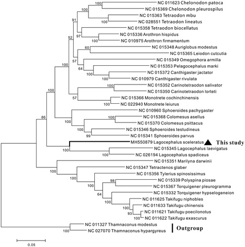 Figure 1. Neighbour-joining tree constructed based on the complete mitogenome of 37 Tetraodontidae species. The number at each node is the bootstrap probability. The number before the species name is the GenBank accession number