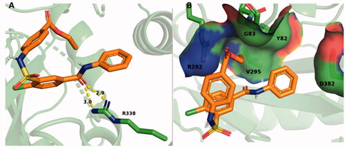 Figure 9. SABA1 docked into the biotin binding pocket of free BC. (A) R338 hydrogen bonds to the carbonyl oxygen in the benzylamide of SABA1. Yellow dashes represent hydrogen bonds, lengths are in Å. (B) Partial surface representation showing the interactions between the ethyl ester and phenyl group of SABA1 with the positive pocket and hydrophobic patch of BC respectively. In the surface representation, red is oxygen, blue is nitrogen, and green is carbon. A and B were generated with PyMOL.