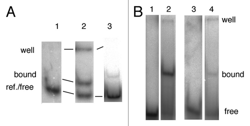 Figure 3 Electrophoretic mobility shift assay. (A) R2Lp ZF3-Myb forms a protein:DNA complex in the presence of 150 bp 28S rDNA target sequence. Lane 1 is the reference lane for DNA migration in the absence of protein (ref.). Lane 2 shows a mobility shift of the DNA in the presence of R2Lp ZF3-Myb protein (bound vs. free). Lane 3 is in the presence of the negative control pGUS protein. Greater that 10X more pGus protein extract was used than R2Lp ZF3-Myb. Lanes 1 and 2 came from the different parts of a gel that smiled during running. Lane 3 came from a separate gel. (B) R2Lp ZF3-Myb bound to the 32P-labeled 49 bp half site target sequences. The efficiency of 32P-labeling was greater for the upstream DNA. Equal amounts of DNA used in lanes 1–4. Lanes 1 and 2 are upstream DNA. Lanes 3 and 4 are downstream DNA. Lanes 1 and 3 are reference lanes for DNA migration in the absence of protein. Lanes 2 and 4 are in the presence of R2Lp ZF3-Myb protein. An equal amount of protein was used in lanes 2 and 4. All lanes came from different parts of the same gel.