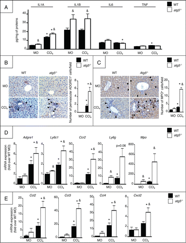 Figure 3. atg5−/− mice show enhanced liver inflammation. (A) ELISA quantification of cytokine levels in liver homogenates in WT or atg5−/− mice exposed to CCl4 for 2.5 weeks or its vehicle (mineral oil, MO). Representative ADGRE1 (B) and MPO (C) staining (original magnification x400) and quantification in WT or atg5−/− mice exposed to CCl4 for 2.5 wk or its vehicle (MO). Arrows indicate positive cells. (D) Hepatic mRNA expression of Adgre1, Ly6c1, Ccr2, Ly6g, and Mpo in WT or atg5−/− mice exposed to CCl4 for 2.5 wk or its vehicle (MO). (E) Hepatic mRNA expression of Ccl2, Ccl3, Ccl4 and Cxcl2 in WT or atg5−/− mice exposed to CCl4 for 2.5 wk or its vehicle (MO). Data are shown as mean ± SEM; *, p < 0.05 for MO vs CCl4 and &, p < 0.05 for WT vs atg5−/−. n = 3 for WT mice MO; n = 4 for atg5−/− mice MO; n = 14 for WT mice CCl4; n = 12 for atg5−/− mice CCl4.