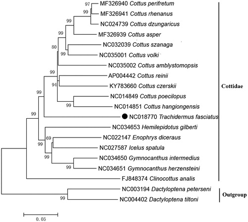 Figure 1. Neighbour joining (NJ) tree of 18 Cottidae species based on 12 PCGs. The bootstrap values are based on 10,000 resamplings. The number at each node is the bootstrap probability. The number before the species name is the GenBank accession number. The genome sequence in this study is labelled with a black spot.