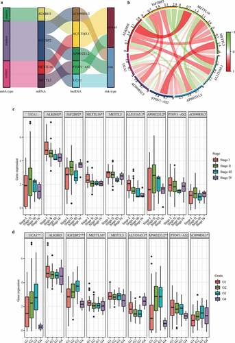 Figure 5. Co-expression status of m6A genes and their related lncRNAs and clinical significance. (a) Sankey plot to identify a one-to-one match between m6A genes and their related lncRNAs. (b) Circle plot for the correlation between m6A genes and their related lncRNAs. (c) Differential expression of m6A genes and their-related lncRNAs between stage I/II/III/IV patients. (d) Differential expression of m6A genes and their related lncRNAs between grade I/II/III/IV patients