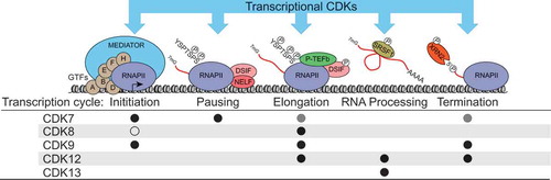 Figure 1. Summary of the major known roles of the transcriptional CDKs during the RNAPII transcription cycle. Black circles denote positive roles, grey circles denote indirect roles of CDK7 (via phosphorylation of CDK9), and the open circle denotes the kinase-independent inhibitory effect of CDK8 on Mediator-RNAPII interaction and preinitiation complex formation. Not depicted are CDK19 or the phosphorylation of transcription-related targets such as transcription factors.