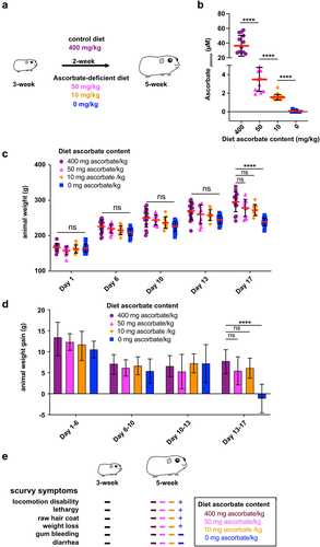 Figure 1. Optimization of diet ascorbate content to induce guinea pig moderate ascorbate deficiency. (a) Young guinea pigs (3-week) were fed for 2 weeks with diets containing various ascorbate concentration to induce moderate ascorbate deficiency without inducing scurvy, caused by severe ascorbate deficiency. Commercial diet contains 400 mg ascorbate/kg (Safe); suboptimal ascorbate supply was obtained with diets containing 50 mg, 10 mg and 0 mg ascorbate/kg. (c) Guinea pig ascorbate deficiency was confirmed by dosing plasma ascorbate concentration. Results are expressed as mean ± S.D., **** indicates t-test p < .0001 (n > 10 animals per group). (c-d) Moderate ascorbate deficiency induction did not lead to a significant reduction of weight gain, animals were weighted regularly (day 1, 6, 10, 13 and 17) during this period of time. Results are expressed as mean ± S.D., ‘ns’ indicates t-test p > .05, **** indicates p < 0.0001 (n > 10 animals per group). (e) the absence of scurvy symptoms (as indicated) was confirmed in young animals (3-week) and after 2-week feeding with diets containing 400, 50, 10 and 0 mg ascorbate/kg. ‘+’ indicates the corresponding scurvy symptom has been observed in at least one animal of the group.