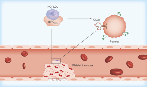 Figure 1.  Schematic presentation of hemostasis involving its main stages of vascular spasm after vessel injury, platelet adhesion, activation and aggregation and clot formation.LDL: Low-density lipoprotein.Reprinted with permission from [Citation6] © Macmillan Publishers Ltd (2007).