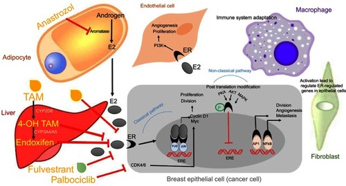Figure 2 The interaction between tumor microenvironment components, including stromal cells, and tumor cells leads to enhanced cell growth, proliferation, angiogenesis and invasion. Breast cancer epithelial cells increase tumor cell proliferation and invasion while inhibiting apoptosis through either of these following pathways: (1) classical pathway in which estrogen binds to its receptor, ER, or (2) non-classical pathway that involves post-translational modifications of ER by activation kinases, and transcription factors. Anti-cancer agents including tamoxifen (TAM), whose metabolites, 4-OH TAM and endoxifen, have higher affinity for ER when compared with TAM, exert their effects by modulating signaling pathways that regulate tumor cells.Note: Data adapted from RussellCitation39 and Barone et al.Citation40