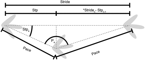 Figure 2. Dinosaur trackway parameters. Dotted lines denote axes and positions the metrics were taken. Pace denotes the distance between consecutive footprints made by the opposite autopodia (e.g. left to right pedes); Pa denotes the pace angulation; Stpa denotes the step angle; Stride denotes the distance between consecutive footprints made by the same autopodia (e.g. consecutive left pedes); Stp denotes the distance between consecutive footprints made by the opposite autopodia when measured along the stride/trackway axis; the asterisk denotes the formula to determine the terminal trackway step length.