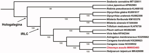 Figure 1. Maximum likelihood (ML) phylogenetic tree based on 15 chloroplast genomes of Fabaceae, where Chesneya acaulis is highlighted in red. The bootstrap values are shown below branches.