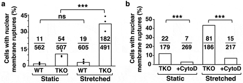 Figure 2. Effects of uniaxial stretching and actin depolymerization on nuclear membrane ruptures. (a) Bar graph showing percentages of wild-type (WT) mouse embryonic fibroblasts (MEFs) and triple-knockout (TKO) MEFs with nuclear membrane ruptures under static conditions and with uniaxial stretching. TKO MEFs lack all nuclear lamins. Black circles indicate percentages of cells with nuclear membrane ruptures in three independent experiments. Numerical ratios show the total number of cells with nuclear membrane ruptures in all three experiments over the total number of cells examined. ***P < 0.0005; ns, nonsignificant. (b) Bar graph showing that cytochalasin D reduces the percentage of nuclear membrane ruptures in TKO MEFs cultured under static conditions and with uniaxial stretching. Numerical ratios show the total number of cells with nuclear membrane ruptures over the total number of cells examined. ***P < 0.0001. Reproduced with permission from Chen et al. [Citation16].