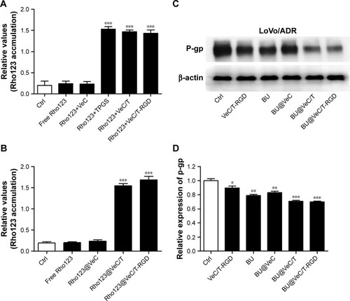 Figure 5 Effect of BU-loaded micelles on accumulation of Rho123 and the protein expression of P-gp.Notes: (A) Fluorescence intensity of LoVo/ADR cells after 1 hour of incubation with the free Rho123 (5 µM) in the absence and presence of different formulations. (B) The relative values of MFI in the absence or presence of Rho123-labeled micelles were measured by flow cytometry in LoVo/ADR. The results are presented as fold change in fluorescence intensity relative to control. (C) Western blot analysis of P-gp. Effect of BU-loaded micelles on the protein expression of P-gp in LoVo/ADR cells. (D) Quantitative analysis of effects of different groups on P-gp expression. *P<0.05, **P<0.01, and ***P<0.001 indicate statistical significance levels compared with the control.Abbreviations: BU, bufalin; MFI, mean fluorescence intensity.