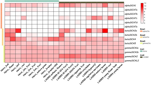 Figure 7. Expression patterns of Solanum lycopersicum carbonic anhydrase (SlCA) genes in different tissues of S. lycopersicum (Heinz1706) and S. pimpinellifolium (LA1589). Note: The row data for RNA-seq were obtained from a public database and analyzed using TBtools. The expression levels of SlCA genes are shown in terms of RPKM values. The expression values were mapped using a color gradient from low (white) to high (red). The α, β, and γ clades are indicated by pink, orange and yellow bars, respectively. Heinz 1706 is indicated by a cyan bar, and LA1589 is indicated by a gray bar.