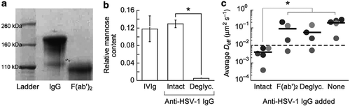 Figure 2. Deglycosylation of IgG abolishes trapping of HSV in CVM. (a) Fc removal from anti-HSV1, confirmed by SDS-PAGE. (b) Deglycosylation of anti-HSV1, confirmed by lectin-ELISA. (c) Effective diffusivity of HSV1 in the CVM treated with intact, Fc-removed, and deglycosylated IgG. Reproduced with permission from.Citation21 Copyright 2014 Springer nature.