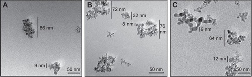 Figure 3 TEM images of ND (A), NDCONH(CH2)2NH-VDGR (B), and NDCONH(CH2)2NH-VDGR/survivin-siRNA (C).Abbreviations: TEM, transmission electron microscopy; ND, nanodiamond; siRNA, small interfering RNA.