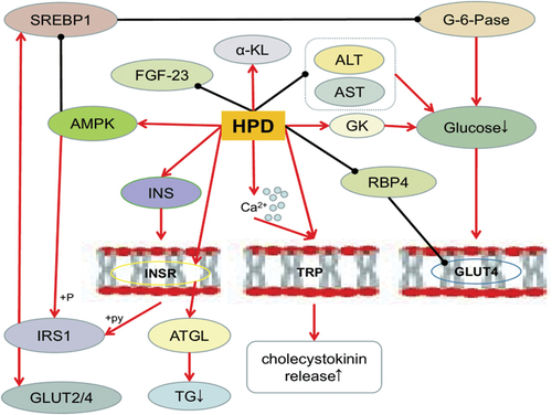 Figure 3. Hesperidin’s impact on glucose metabolism. (Source: Xiong et al., Citation2019)