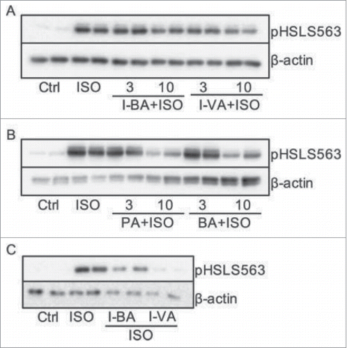 Figure 1. BSCFAs and SCFAs inhibit ISO-potentiated phosphorylation of HSL in primary rat and human adipocytes. Heimann et al., p. 385.