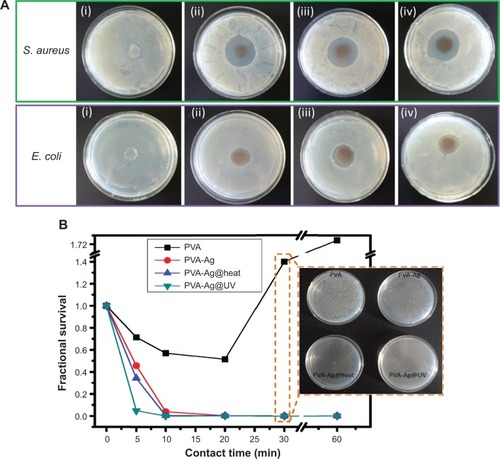 Figure 8 (A) Inhibition zone images against Staphylococcus aureus (top row) and Escherichia coli (bottom row) of the as-prepared PVA (i), PVA-Ag (ii), PVA-Ag@heat (iii), PVA-Ag@UV (iv) nanofibrous mats, respectively. (B) Antimicrobial kinetic tests for electrospun samples as a function of incubation time against S. aureus.Notes: The inset has real-time pictures of the numbers of colonies on agar plates with different samples after 30 minutes contact. The fractional survival was calculated as FS = N/N0 (where N is the number of surviving bacterial colonies in each sample after certain contact time period and N0 is the original bacterial suspension at zero point of the time scale).Abbreviations: PVA, poly(vinyl alcohol); PVA-Ag, AgNPs-containing nanofiber mats; PVA-Ag@heat, PVA-Ag on preheating conditions; PVA-Ag@UV, PVA-Ag sample irradiated under UV lamp; FS, fractional survival; S. aureus, Staphylococcus aureus; E. coli, Escherichia coli; min, minutes.